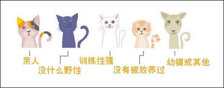 不是每只漂泊猫都适宜被圈养