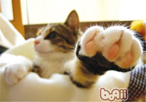 猫咪的脚掌该怎么护理？
