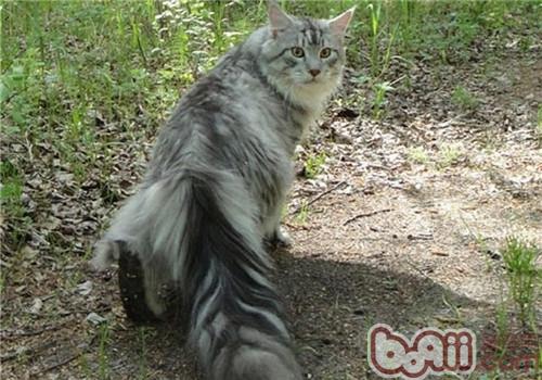 缅因猫寿数有多长？