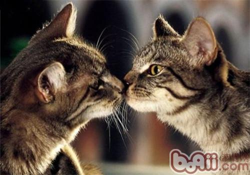 猫咪为什么喜爱亲吻