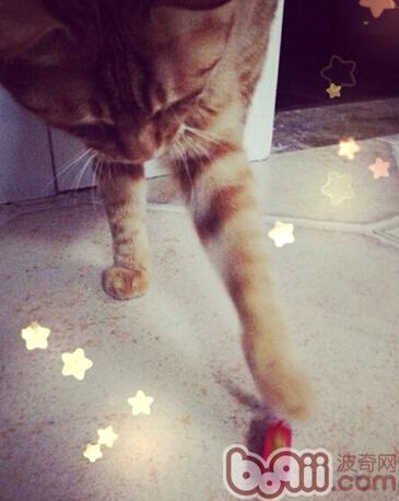 面临全猫粮、幼猫粮、成猫粮，该怎么挑选？