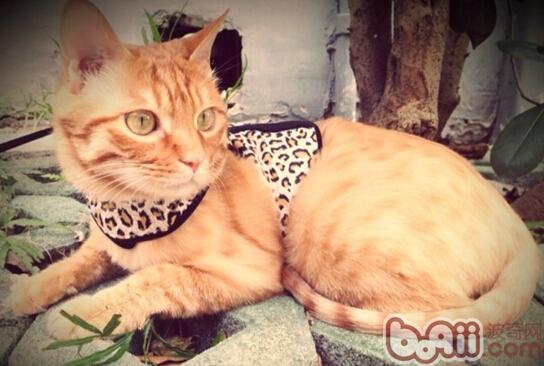 面临全猫粮、幼猫粮、成猫粮，该怎么挑选？