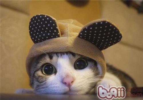 猫咪冬天要穿衣服吗？