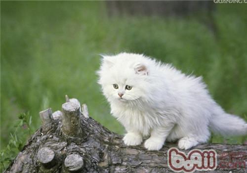 猫咪体表里都有哪些寄生虫