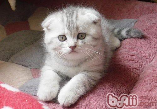 你适合养什么种类的猫咪呢？