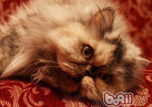 你真的认为是你征服了猫咪吗