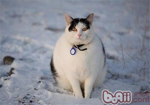 怎么协助猫咪健康瘦身