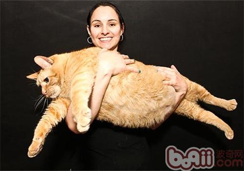 猫粮两种制作方法的不同