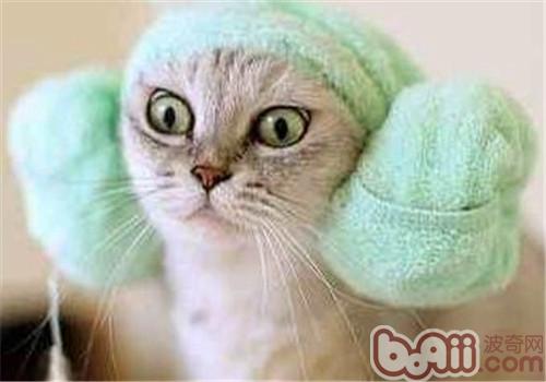 怎么让猫咪的毛发更和婉光泽