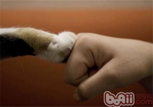 猫咪为什么喜爱把爪子缩在身体下面