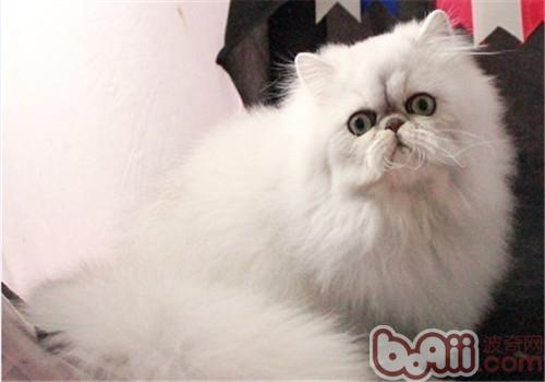 养好波斯猫要留意什么