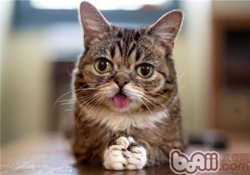 猫咪吐舌头是什么意思
