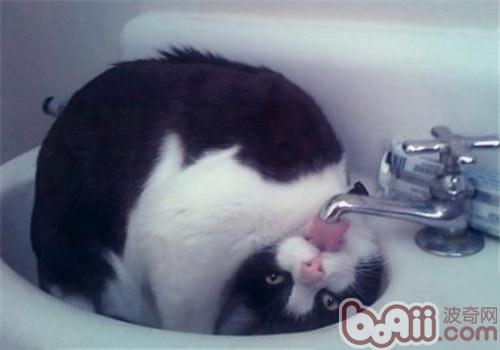 教你怎么处理猫咪喝的水