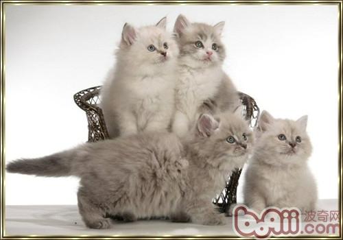 褴褛猫性情特点