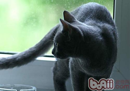 俄罗斯蓝猫的喂养要求