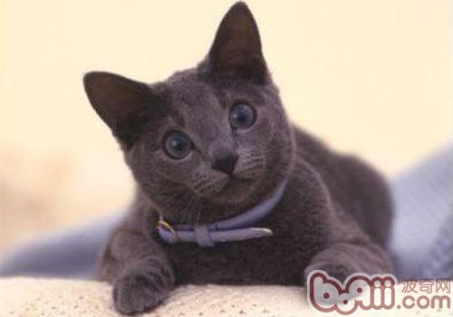 俄罗斯蓝猫的形状特征