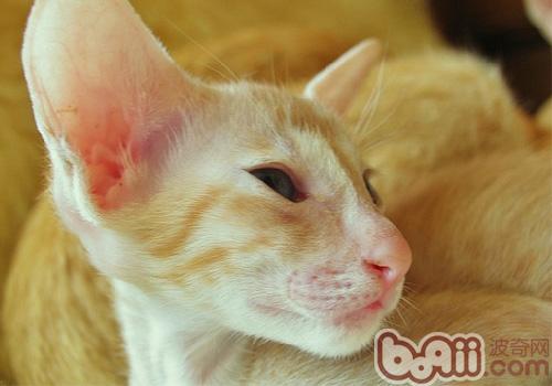 东方猫的喂养要求