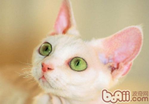 德文卷毛猫的喂养关键