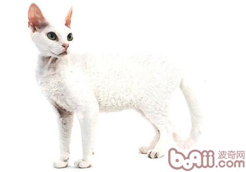 德文卷毛猫的维护需求留意哪几点