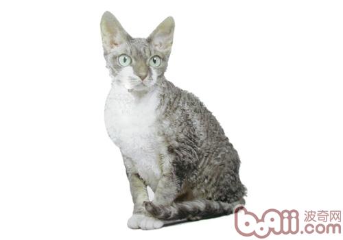 德文卷毛猫的性情特色怎么