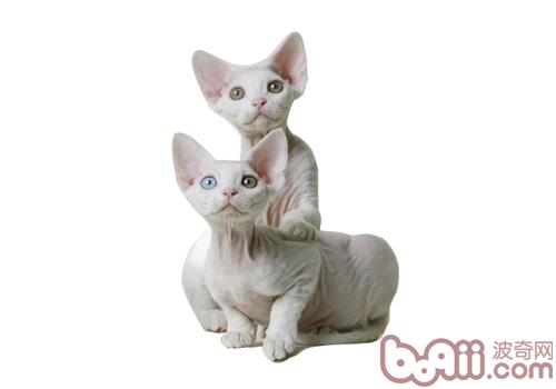 德文卷毛猫种类简介