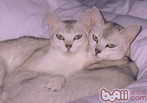 波米拉猫的形状特征怎么