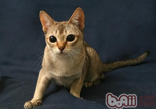 新加坡猫种类简介
