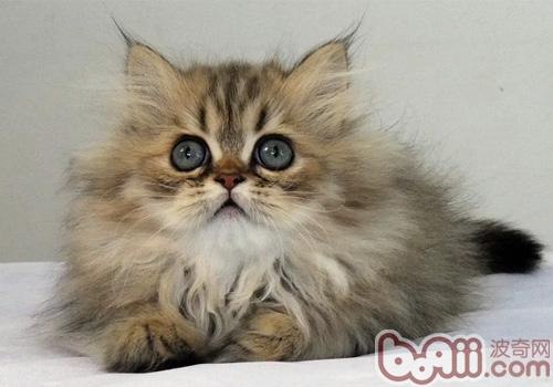 金吉拉猫的种类简介
