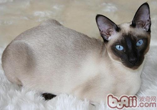 伯曼猫的形状特征是怎样的