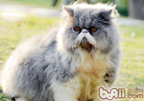 波斯猫的喂养要求有哪些