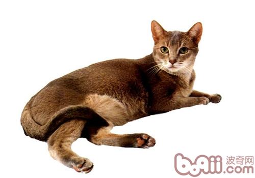 阿比西尼亚猫种类简介