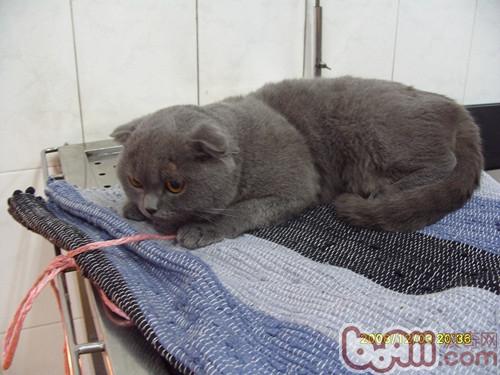 猫咪喝水有学识