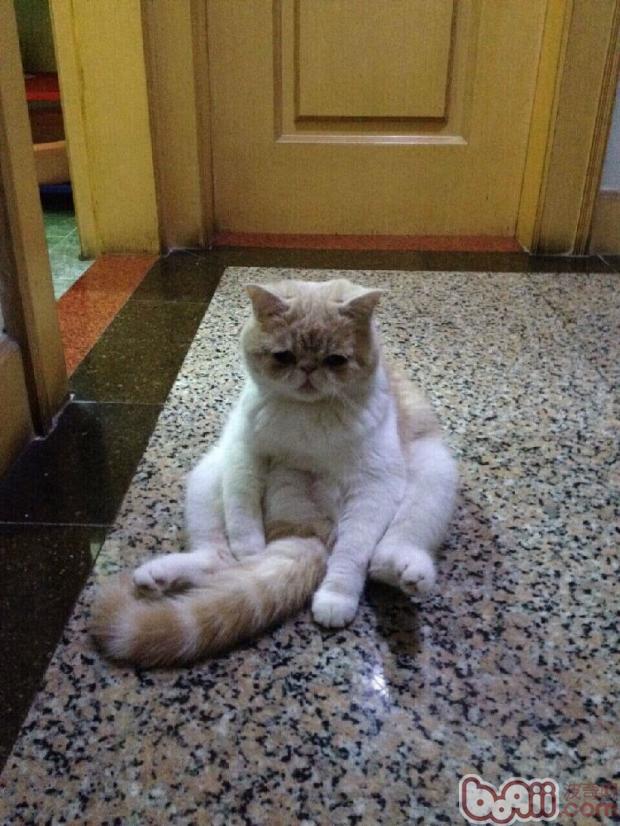 猫咪喝水有学识