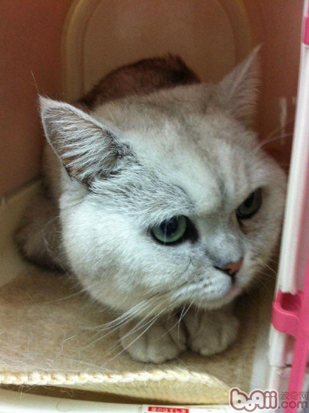 猫咪喝水有学识