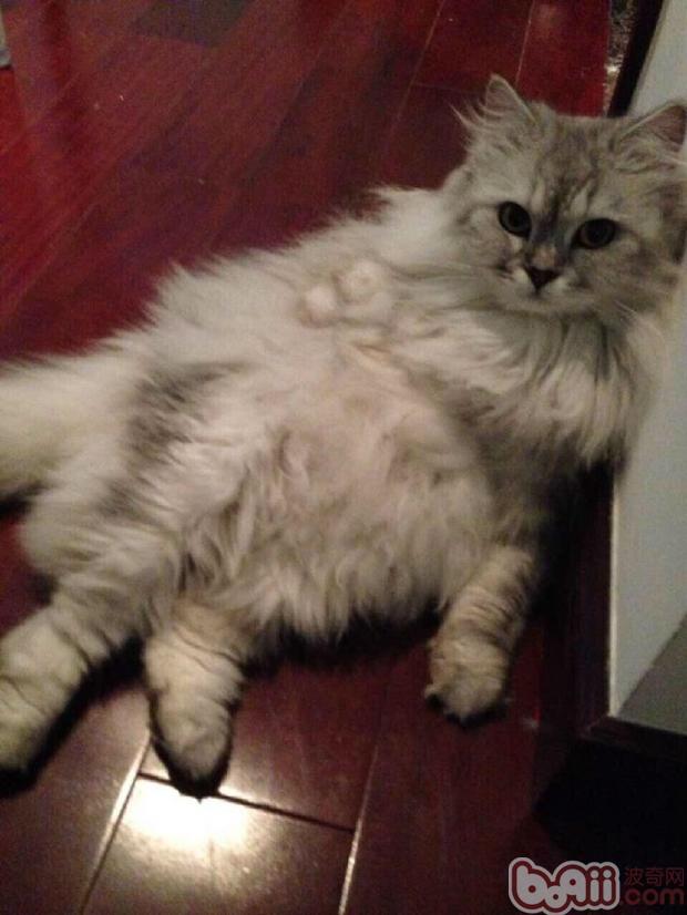 猫咪喝水有学识