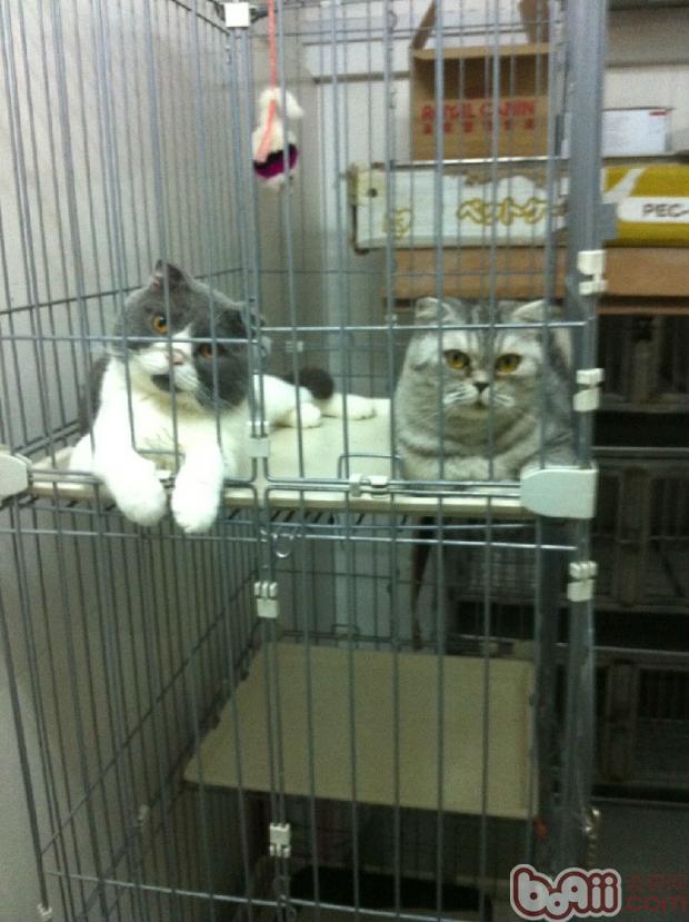 猫咪喝水有学识