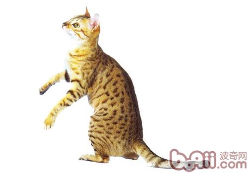 埃及猫的性情特点怎么