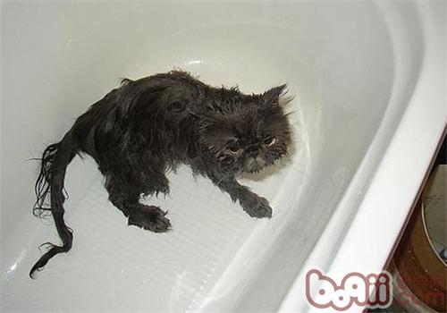 给猫咪洗澡的七个留意与十个进程