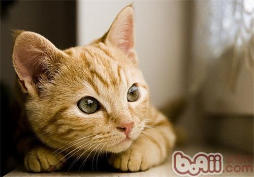 猫咪之间的交流是怎样进行的？