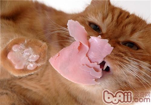 给猫咪吃火腿肠真的好吗？