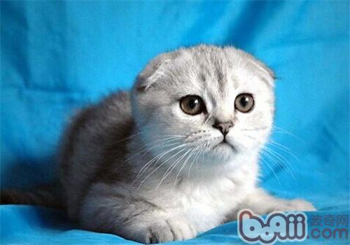 给猫咪清洁耳朵的正确办法