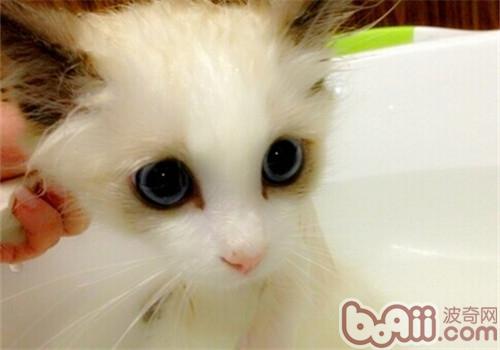 猫咪洗澡进程影响毛发