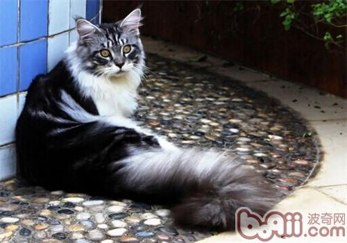 肥壮是猫咪患病的先兆