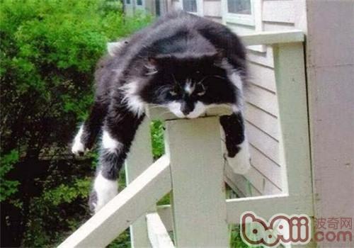 【检验】猫咪对你的信赖程度