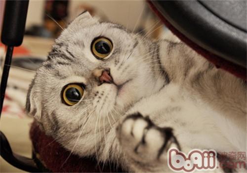 猫咪的防卫办法是自动出击