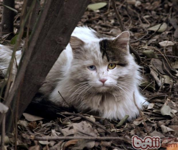 怎样对待漂泊猫？