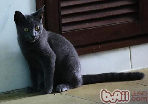 内华达猫的维护常识