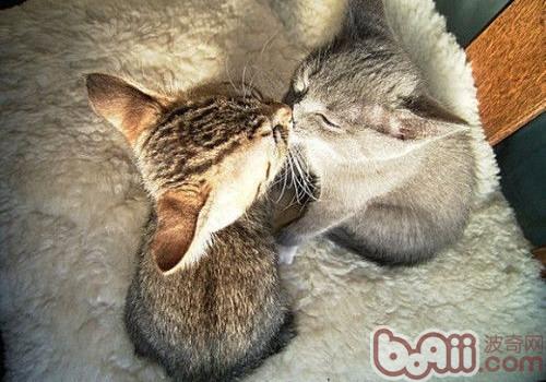内华达猫的性情特点