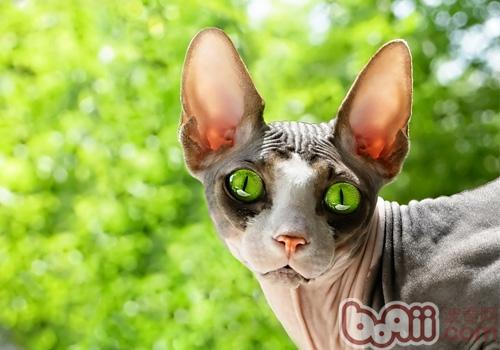 加拿大无毛猫的性格特点怎么