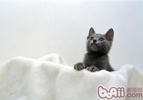 养猫咪的一同怎么养殖其他小动物